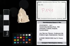 Foto (Objekt + Etikett) von Goniodromites bidentatus (Reuss, 1858)  (NHMW-GEO-2014-0194-0191)